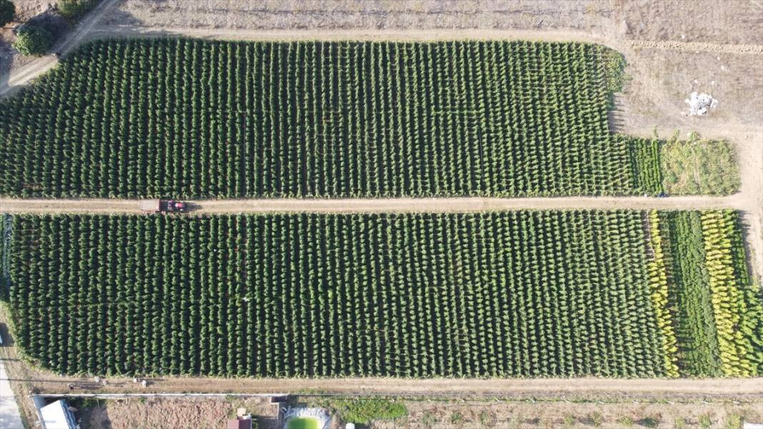 10 köydeki 2500 dekara ekildi tarlada kilosu 15 TL'den satılıyor. Köylü bayram ediyor şafak vakti topluyor - Resim: 3